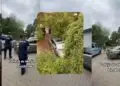 Bolków biedronka