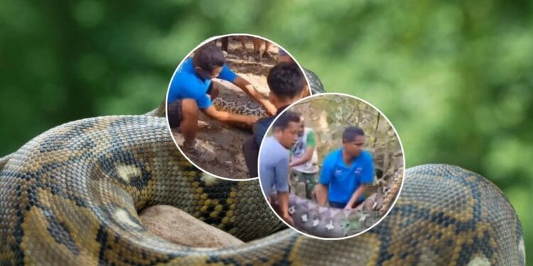 Tragiczny atak pytona w Indonezji