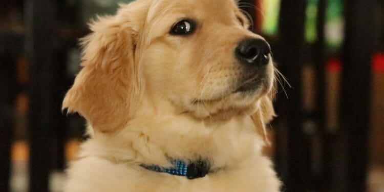 golden retriever puppy with blue collar
