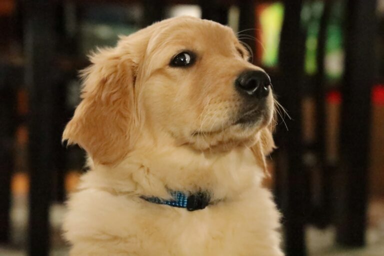 golden retriever puppy with blue collar
