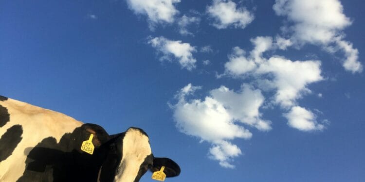 time lapse photography of cattle cow under clouds