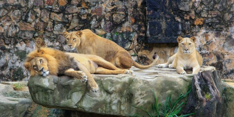 brown lion and lioness on rock