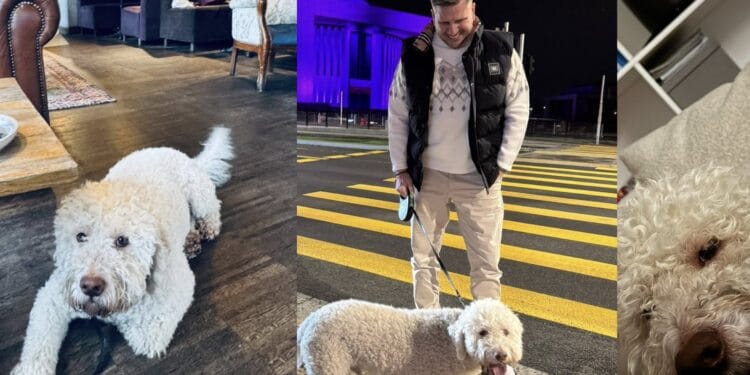 W Konstancinie Zaginął pies Filipa Chajzera. Czy ktoś ukradł Rollo