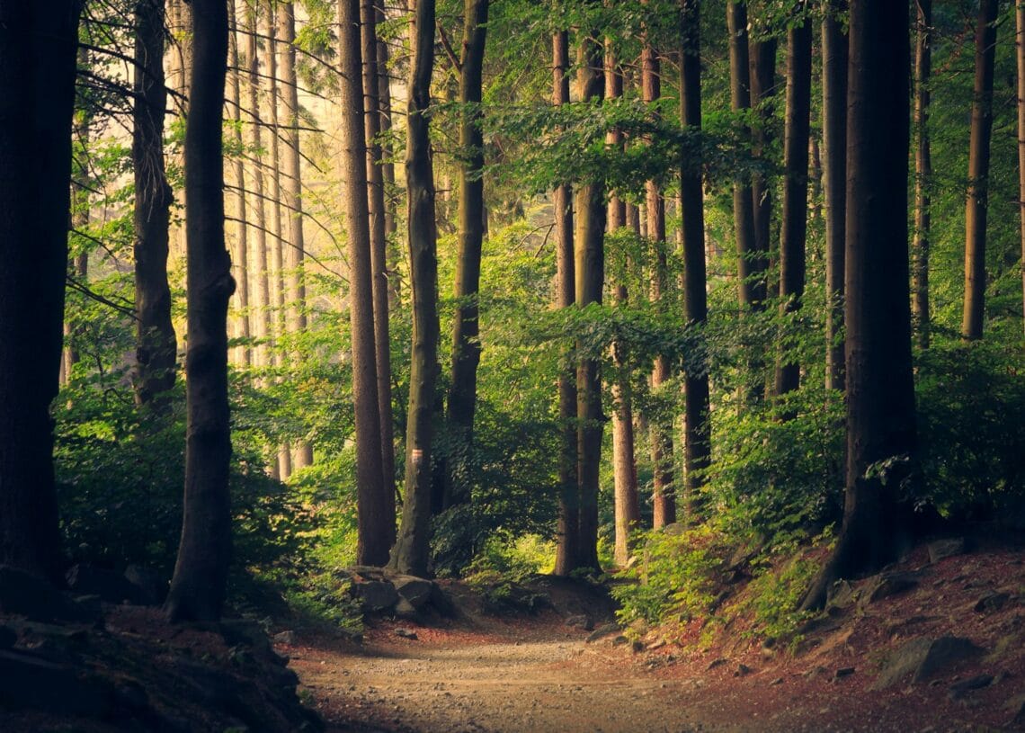 forest trees
