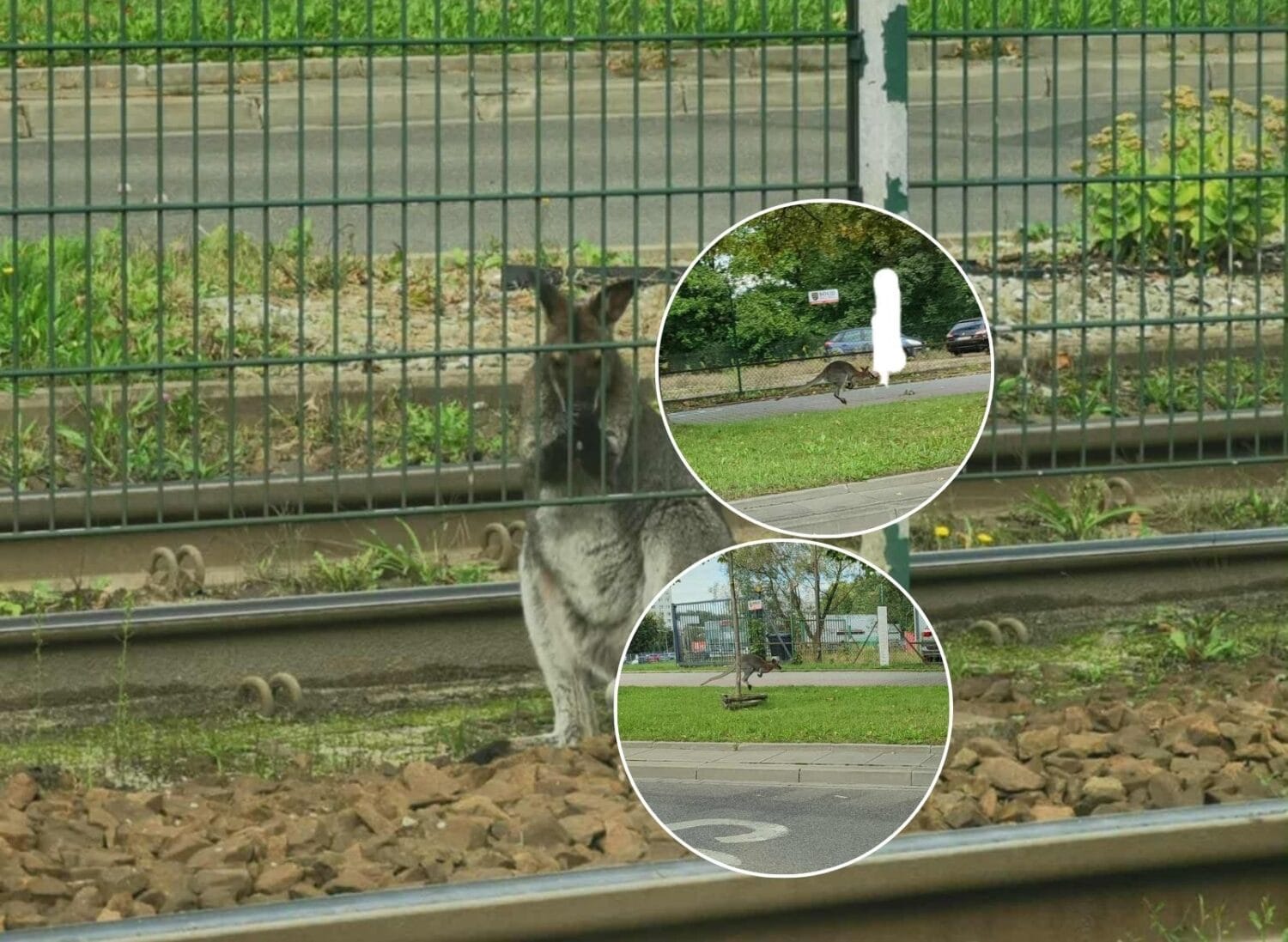 Bezpański kangur biega po Krakowie