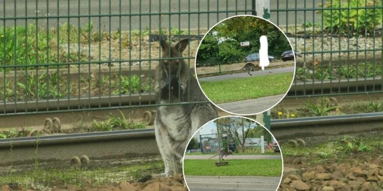 Bezpański kangur biega po Krakowie