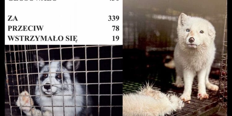 Zakaz hodowli zwierząt na futra uchwalony przez Sejm