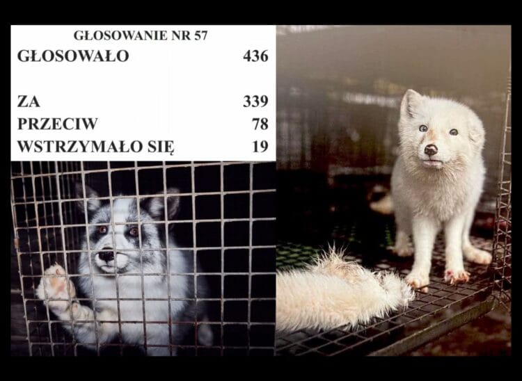 Zakaz hodowli zwierząt na futra uchwalony przez Sejm