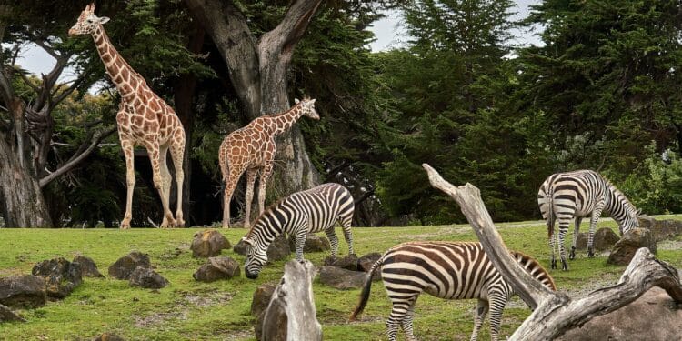 two giraffe and three zebra on green grass field under trees at daytime