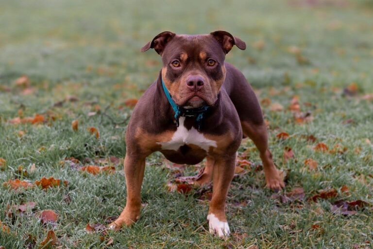 dog, pet, pitbull, canine, grass, animal, nature, outdoors