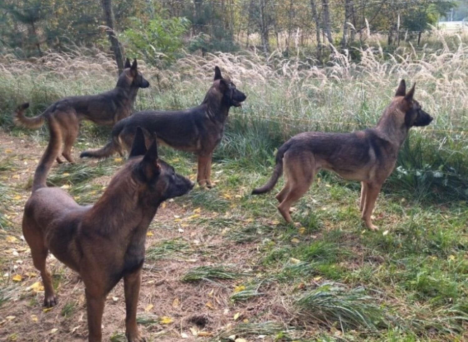 Prokuratura nie uśmierci psów po tragedii w Zielonej Górze. Owczarki pod obserwacją behawiorystów