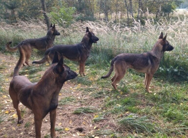 Prokuratura nie uśmierci psów po tragedii w Zielonej Górze. Owczarki pod obserwacją behawiorystów