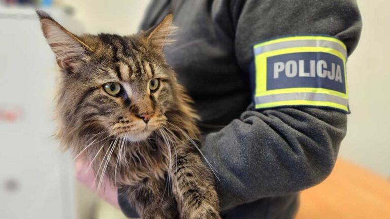 kot_maine_coon_policja