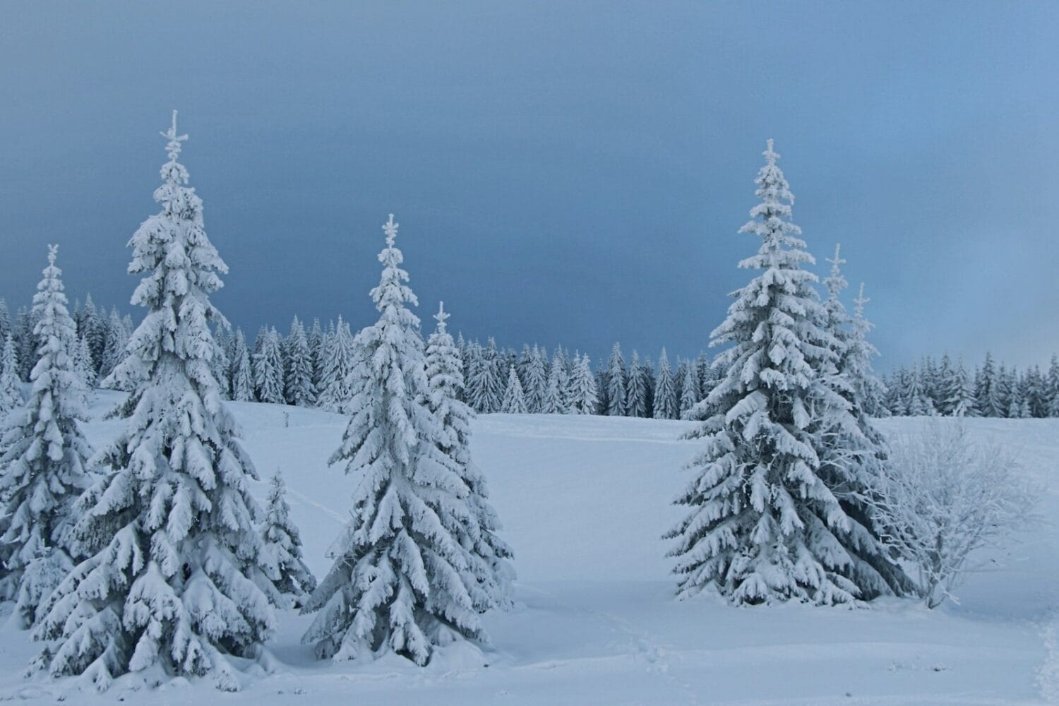 a group of snow covered trees in a snowy field