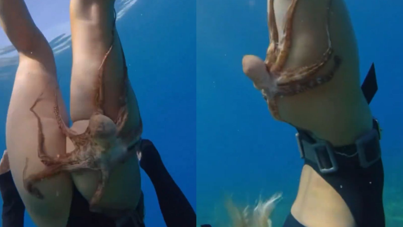 Kobieta i ośmiornica pod wodą