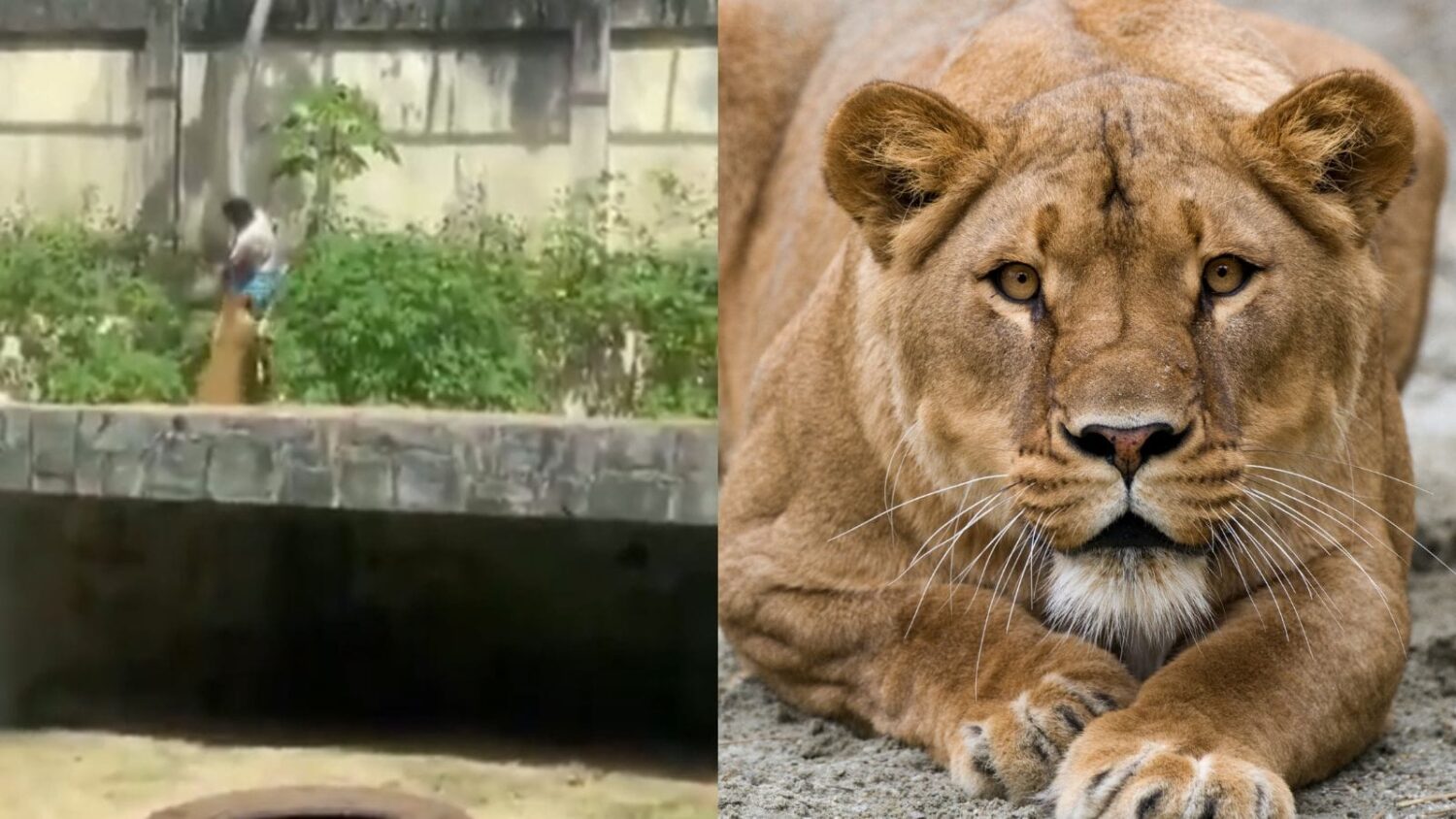 chciał trenować lwy