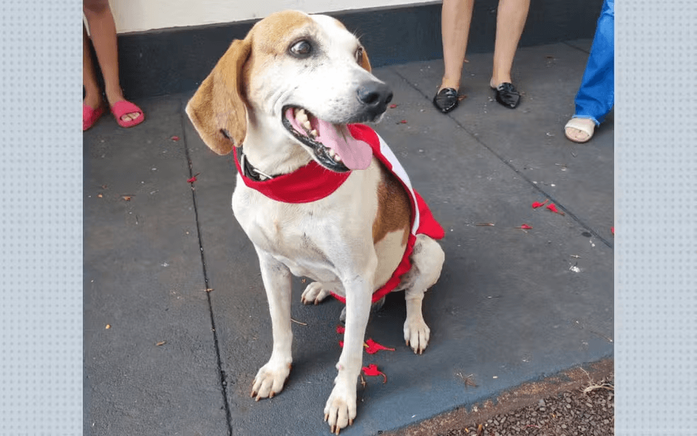 Piesek ministrant z Brazylii podbija serca wiernych i internetu​