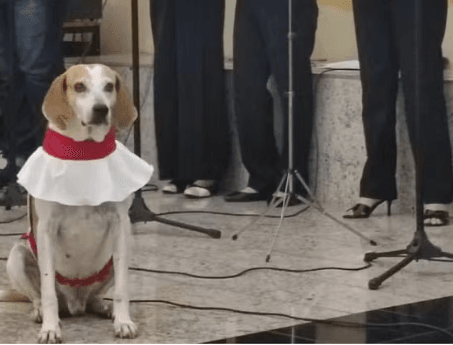 Piesek ministrant z Brazylii podbija serca wiernych i internetu​