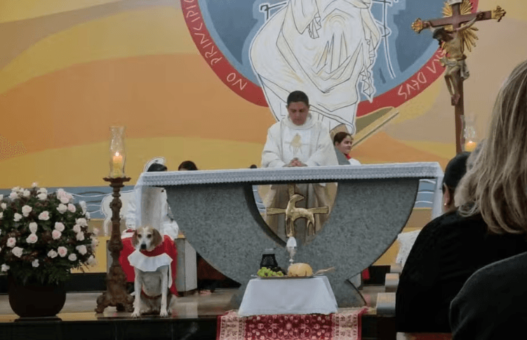 Piesek ministrant z Brazylii podbija serca wiernych i internetu​