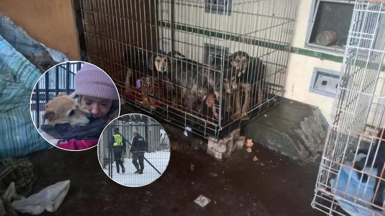 Doda o patoschroniskach w Polsce - sprzedają psinę jako mięso do Azji, sprzedawane do zoo****ów do Berlina Doda o patoschroniskach w Polsce - sprzedają psinę jako mięso do Azji, sprzedawane do zoo****ów do Berlina