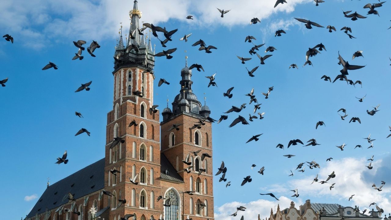 Kraków Gołębie Antykoncepcja