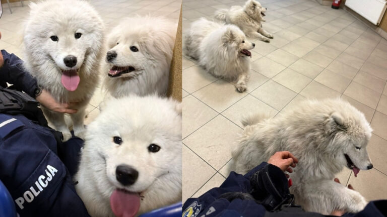 Trzy psy rasy Samojed uciekły w Mysłowicach. Policjanci szybko zwrócili je właścicielce