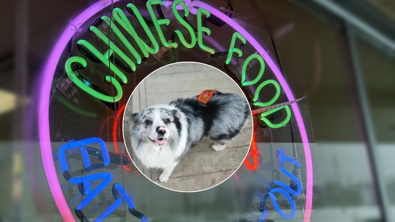 Chutou border collie